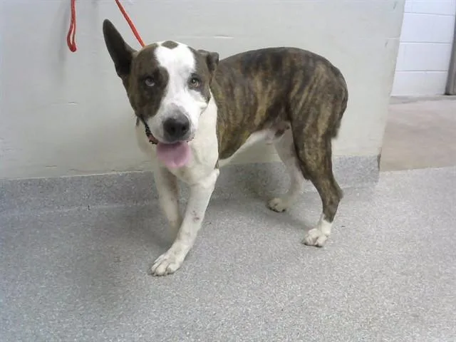 An adult medium-sized male Pit Bull Terrier dog named Lt. Dan for adoption in Pasadena, TX