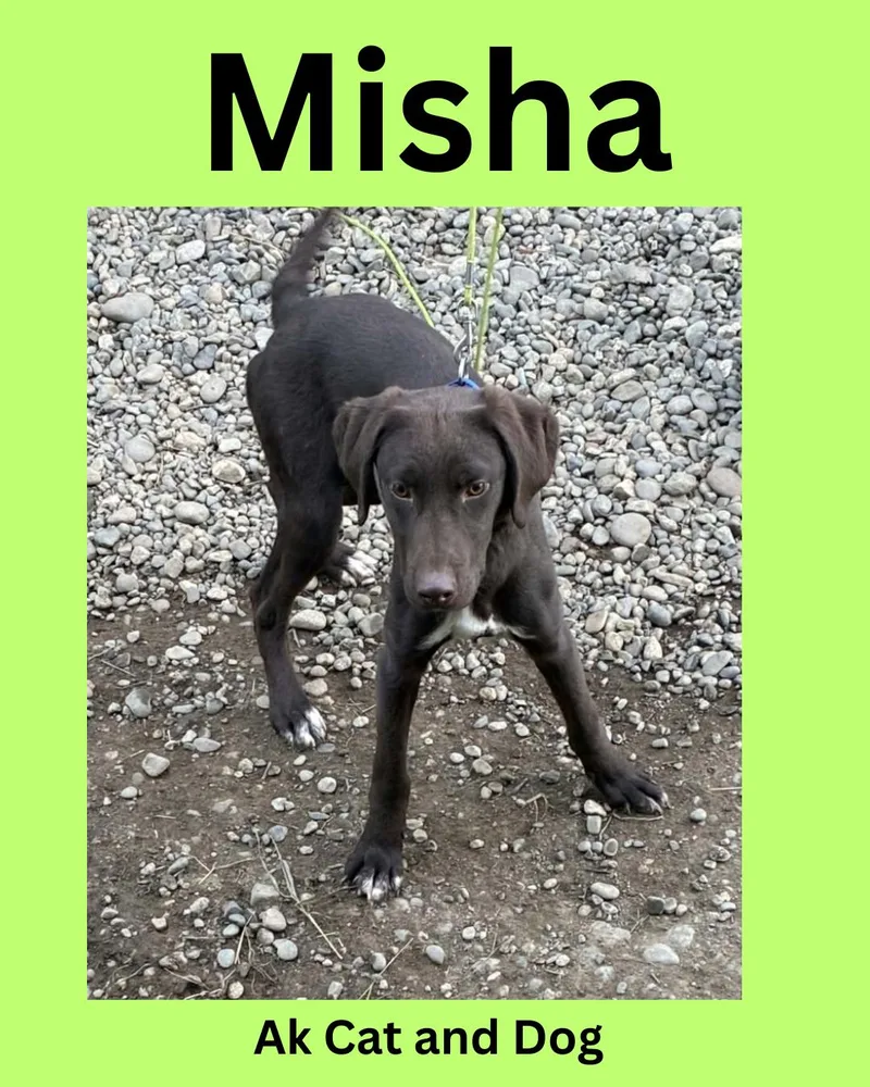 A young medium-sized male German Shorthaired Pointer dog named Misha for adoption in Wasilla, AK