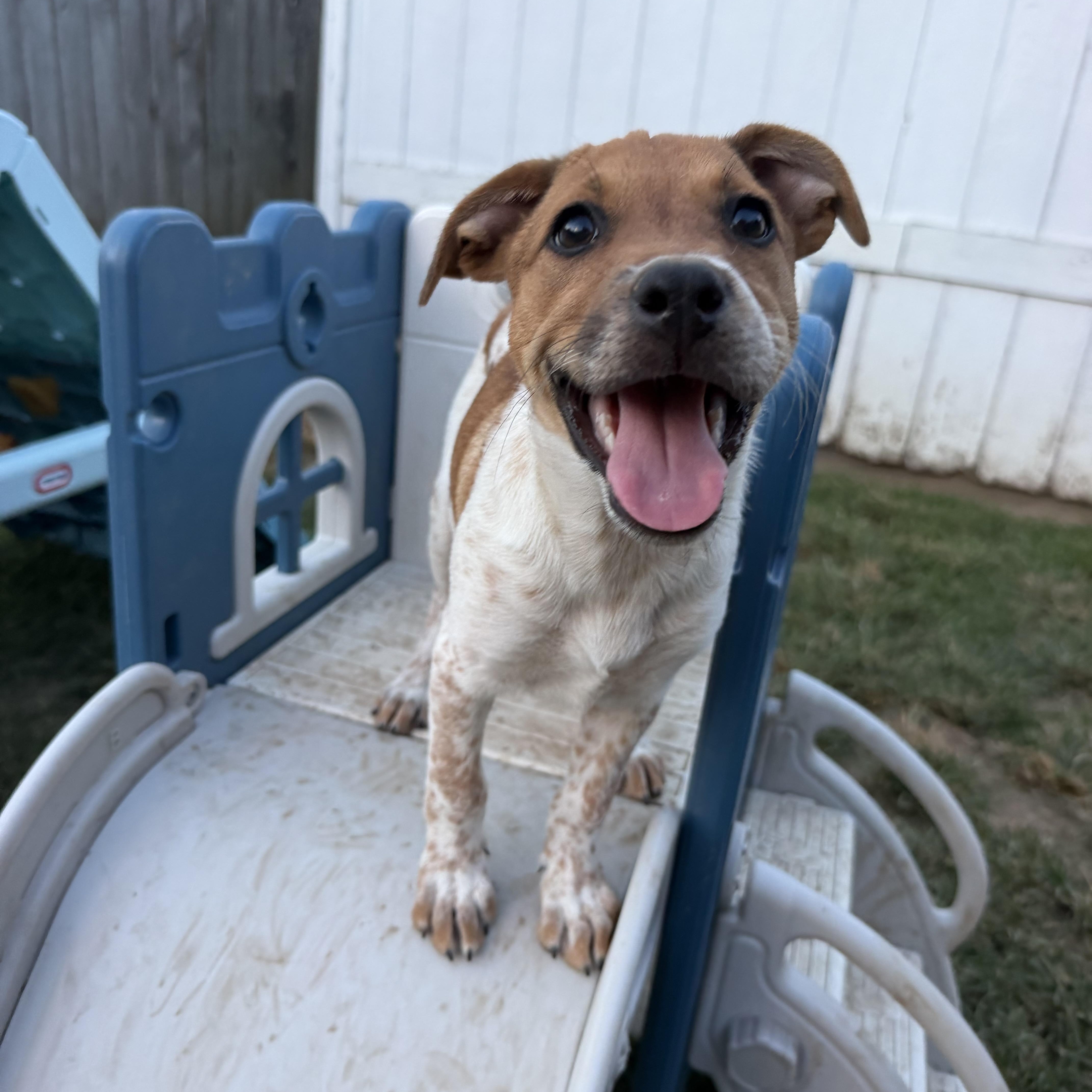 A baby medium-sized female Australian Cattle Dog / Blue Heeler dog named Waffle for adoption in Grafton, MA
