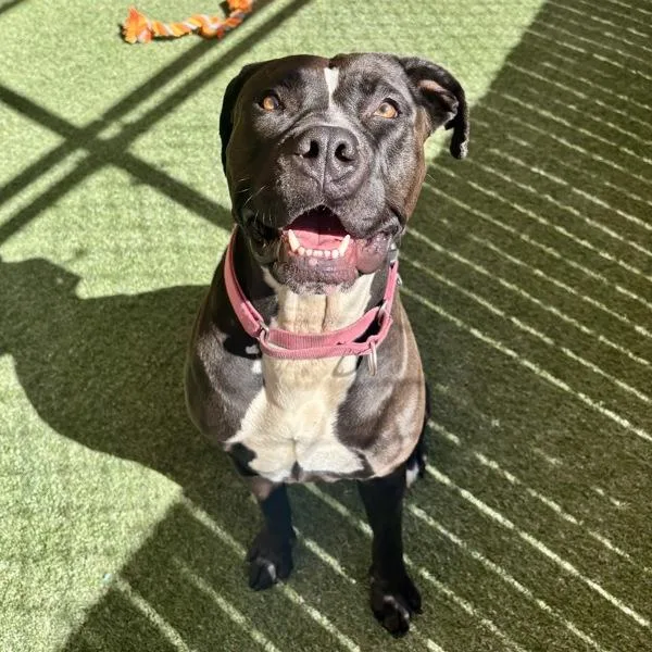 An adult large-sized female Pit Bull Terrier dog named Cookie for adoption in Oceanside, CA