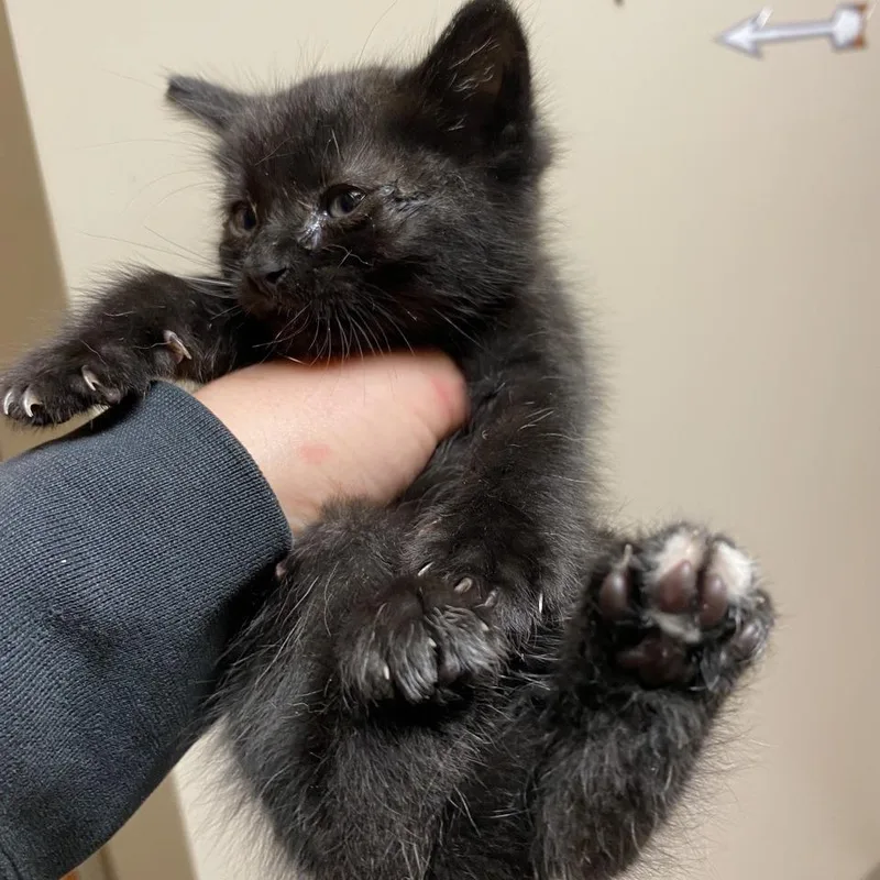 A baby small-sized male Black Domestic Medium Hair cat named Jase for adoption in Norfolk, NE