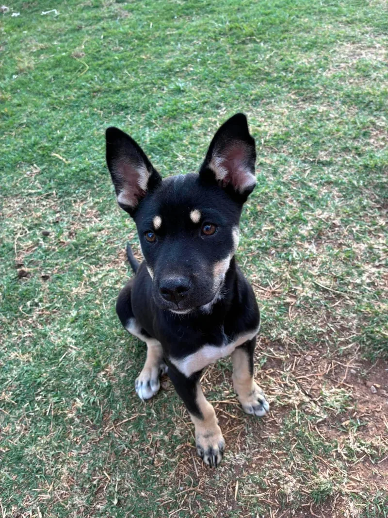 A young medium-sized female German Shepherd Dog dog named Buttons for adoption in Bar Nunn, WY