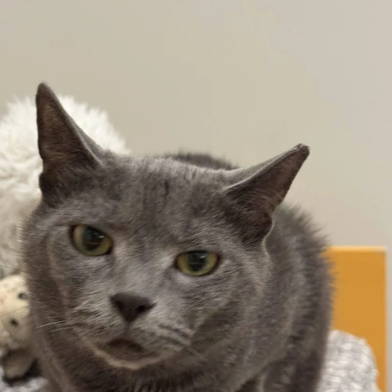 An adult medium-sized female Blue Point Russian Blue cat named Sapphire for adoption in East Orange, NJ