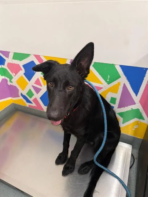A young small-sized male German Shepherd Dog dog named Wrangler for adoption in Baytown, TX