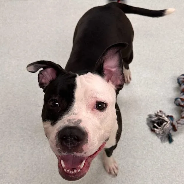A young large-sized female Black Pit Bull Terrier dog named La Luna $! for adoption in Springfield, MA