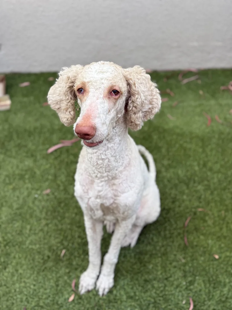 A young large-sized male Yellow / Tan / Blond / Fawn Goldendoodle dog named Koda for adoption in Los Alamitos, CA