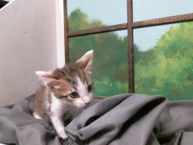 A baby small-sized male Domestic Short Hair cat named Phil for adoption in Houston, TX