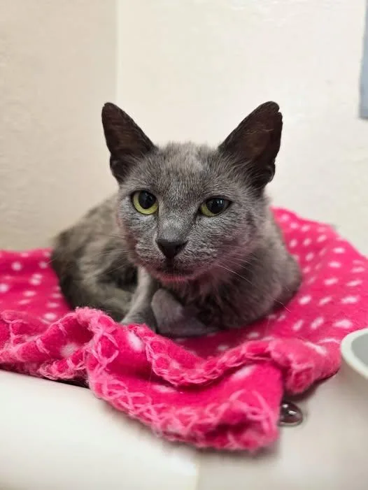An adult medium-sized female Gray / Blue / Silver Domestic Short Hair cat named Genie for adoption in Prineville, OR