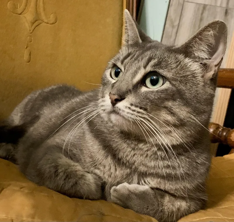 Zena Clovermeadow thumbnail 2