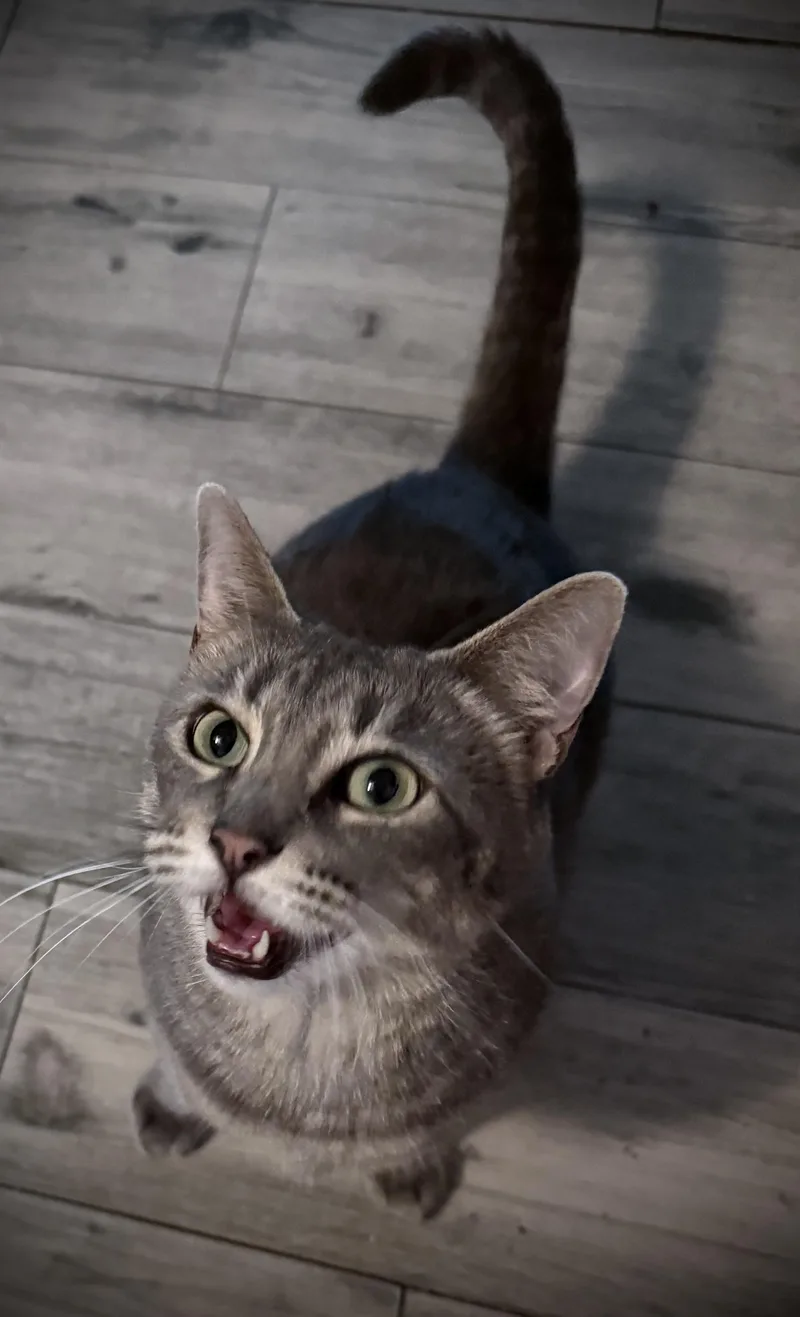 Zena Clovermeadow thumbnail 3