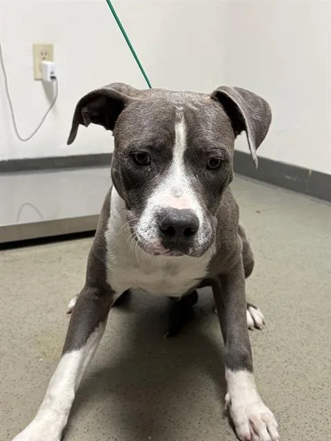 A young medium-sized male Pit Bull Terrier dog named Blue for adoption in Bakersfield, CA