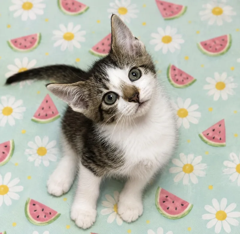 A young medium-sized female Domestic Short Hair cat named Biscuit for adoption in Gainesville, GA