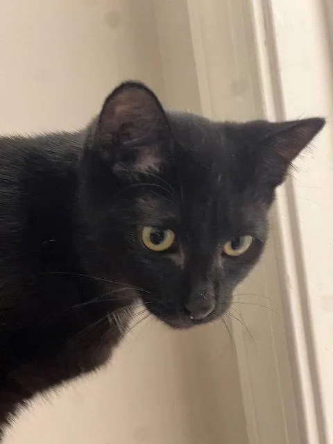 A young medium-sized female Domestic Short Hair cat named Sprite for adoption in Herndon, VA