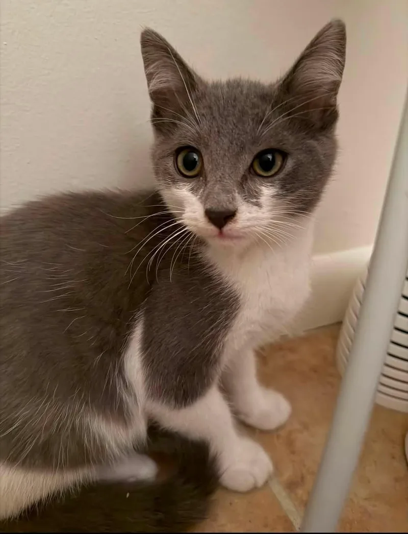 A baby medium-sized male Gray & White Domestic Short Hair cat named Wix for adoption in Sterling Heights, MI
