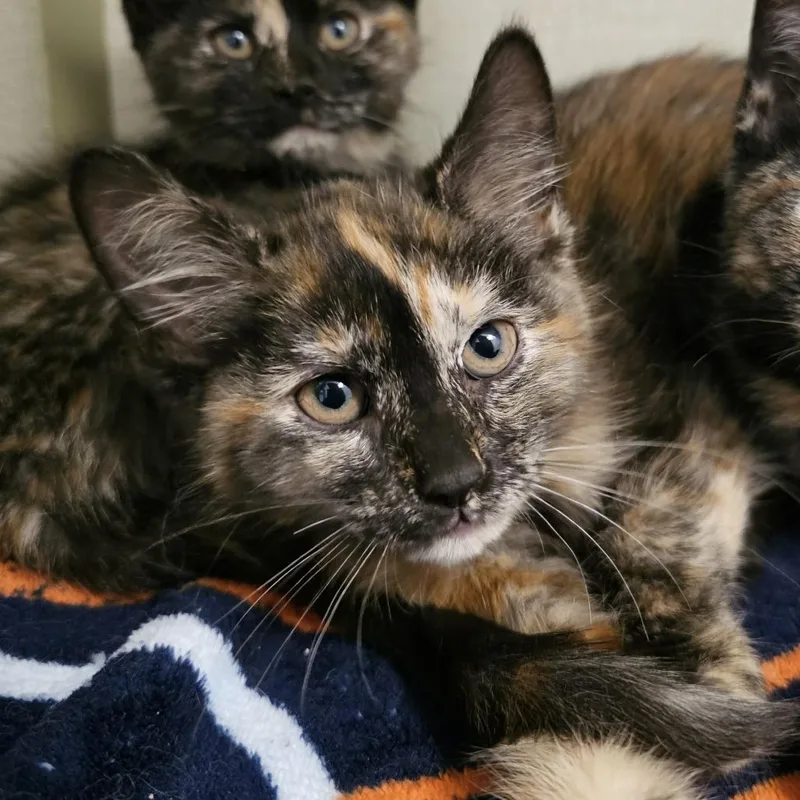 A baby small-sized female Tortoiseshell Domestic Short Hair cat named Tatum for adoption in Monroe, MI