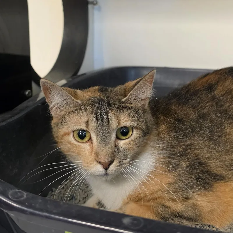 A young small-sized female Orange / Red Domestic Short Hair cat named Sage for adoption in Troy, IL
