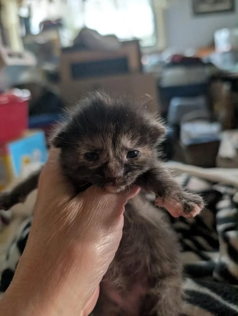 Miso