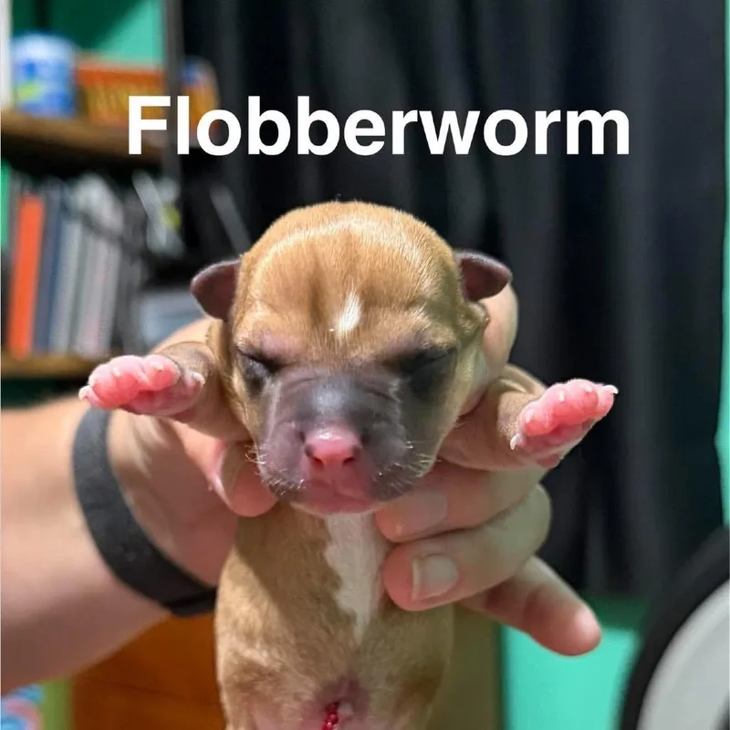 A baby small-sized male Mixed Breed dog named Flobberworm for adoption in Spring Hill, KS