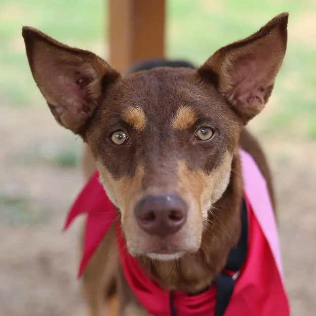 A young medium-sized female Terrier dog named Traviesa for adoption in San Antonio, TX