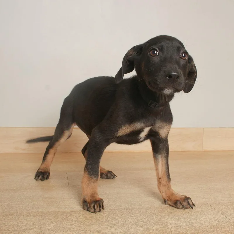 A baby large-sized male Black German Shepherd Dog named Landon D for adoption in Minnetonka, MN