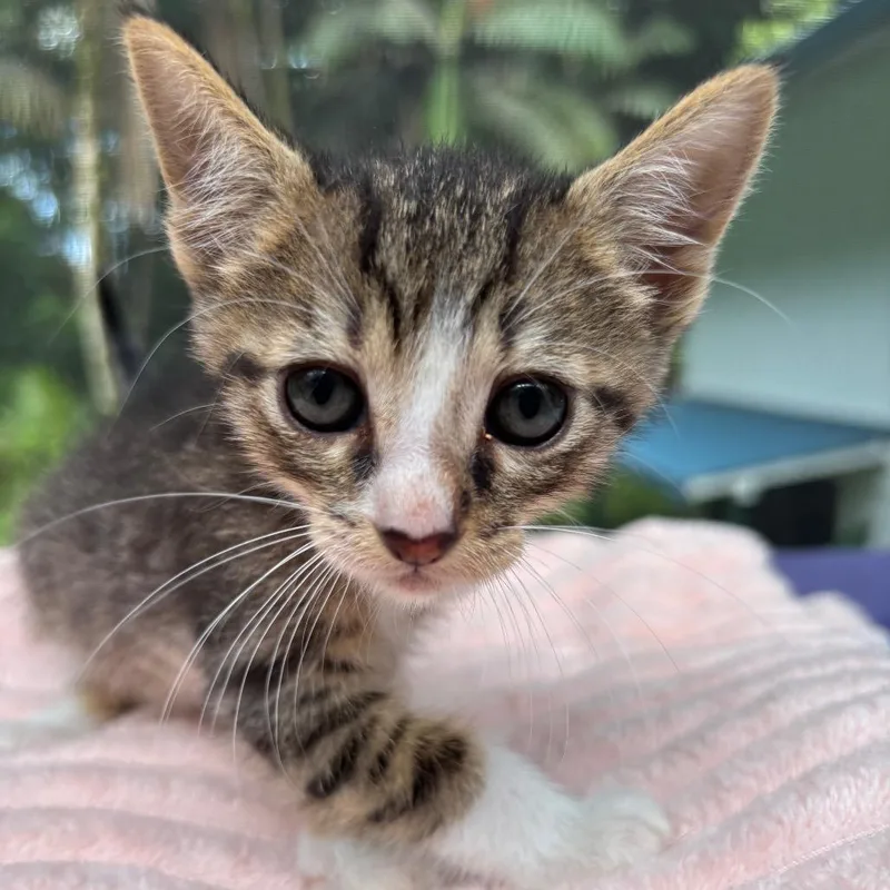 A baby small-sized male Gray / Blue / Silver Domestic Short Hair cat named Quirky for adoption in Volcano, HI