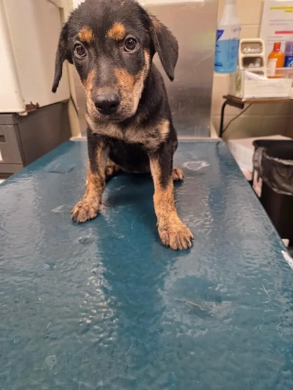 A young small-sized female Black Mixed Breed dog named Josie for adoption in Mobile, AL