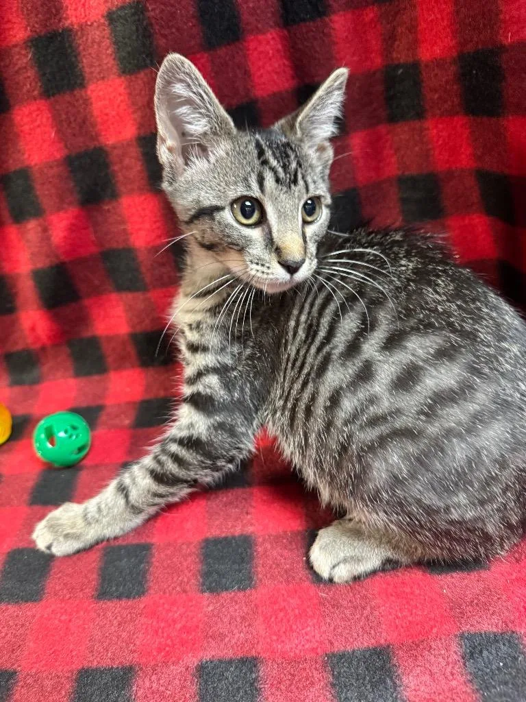 A baby medium-sized male Domestic Short Hair cat named Pollock for adoption in Shelbyville, TN