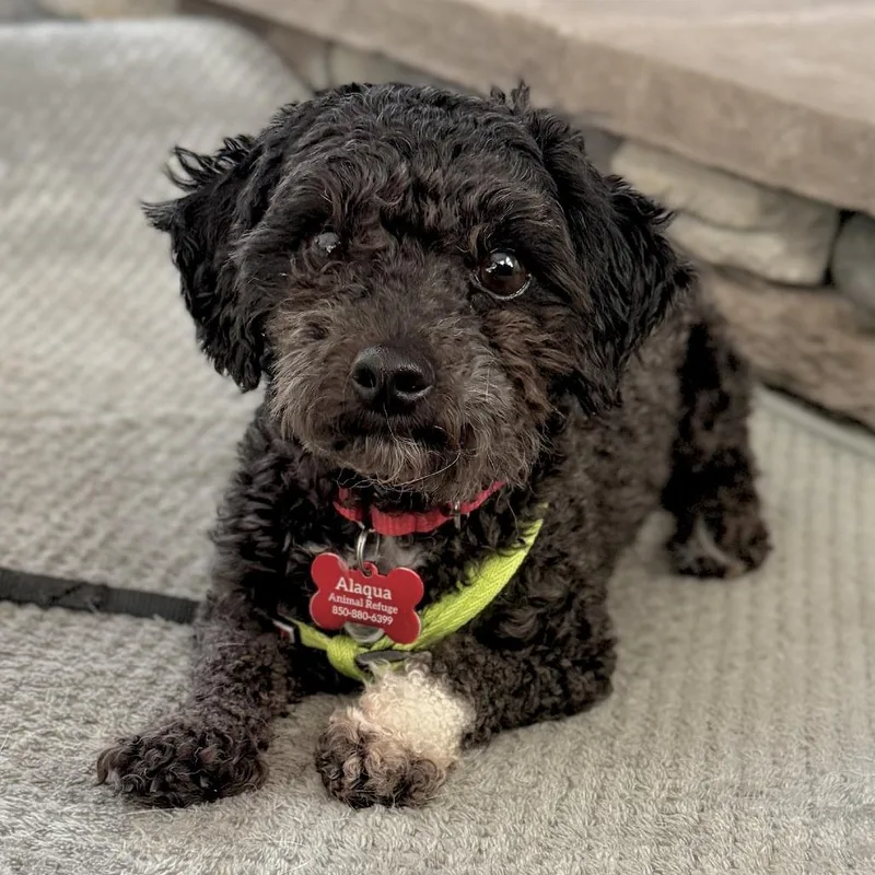 An adult small-sized male Black Miniature Poodle dog named Ramen for adoption in Freeport, FL