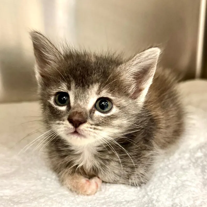 A baby small-sized female Gray / Blue / Silver Domestic Short Hair cat named Selene for adoption in Galveston, TX
