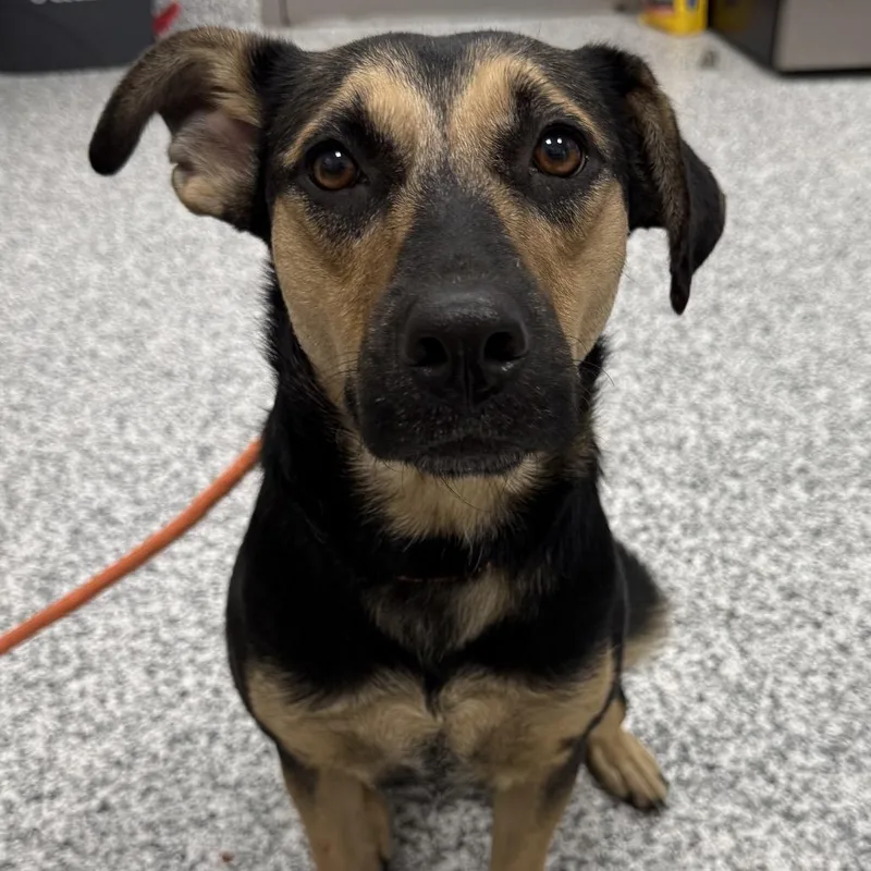 A young medium-sized female Brown / Chocolate German Shepherd Dog dog named Nova for adoption in Madisonville, TN