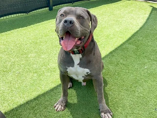 An adult extra large-sized male Pit Bull Terrier dog named Gimli for adoption in Tustin, CA