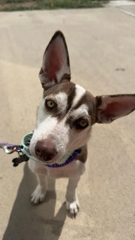 A baby medium-sized female Tricolor (Brown, Black, & White) Mixed Breed dog named Tenaya for adoption in Fort Collins, CO