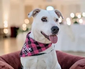 An adult medium-sized female Labrador Retriever dog named Holly for adoption in Ventura, CA