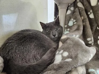 Hufflepuff thumbnail 2