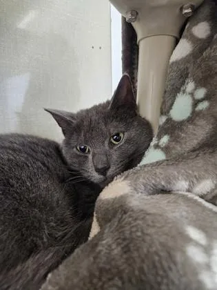 Hufflepuff thumbnail 3