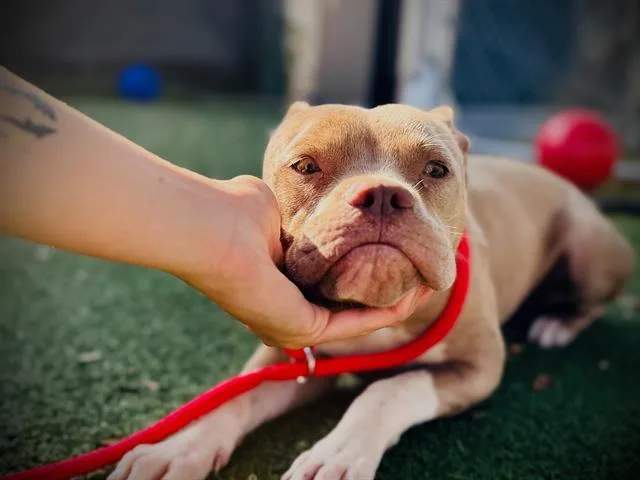 A young large-sized female Pit Bull Terrier dog named Storm for adoption in Orlando, FL