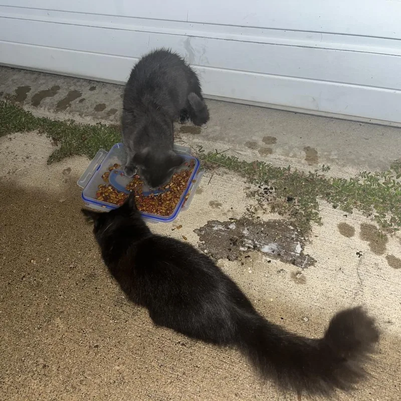 A baby small-sized male Russian Blue cat named FOUND Elmore for adoption in Rochester, MN