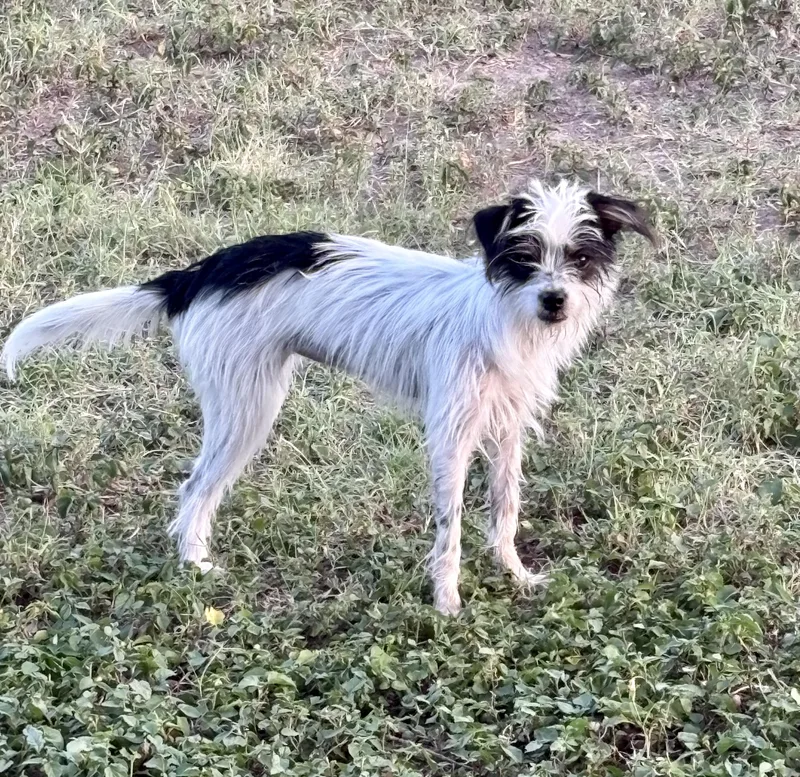 A baby small-sized female White / Cream Terrier dog named Delilah for adoption in Mcallen, TX