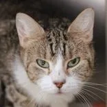 A senior small-sized female Tabby (Buff / Tan / Fawn) Domestic Short Hair cat named Momo for adoption in Hilliard, OH