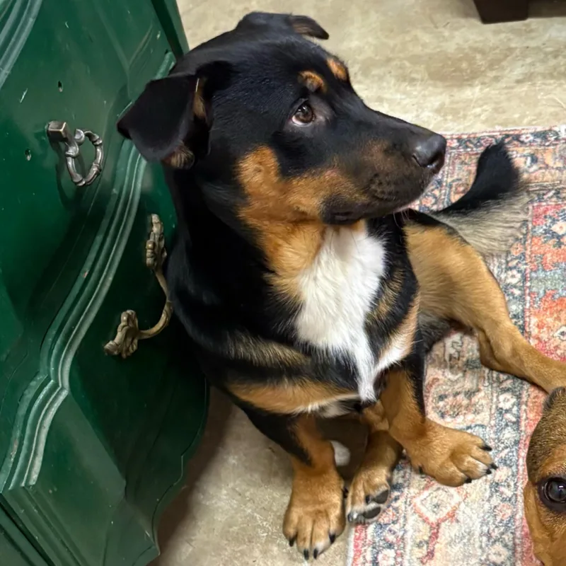 A young medium-sized male Tricolor (Brown, Black, & White) Dachshund dog named Huck for adoption in Kingwood, TX