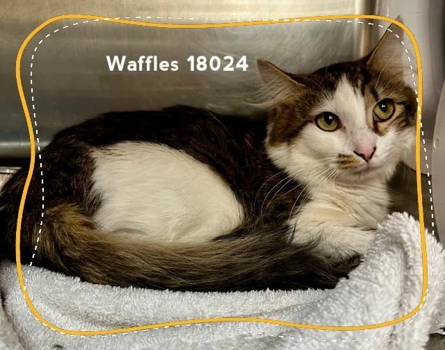 An adult medium-sized male Tabby (Brown / Chocolate) Domestic Medium Hair cat named Waffles for adoption in Marietta, GA