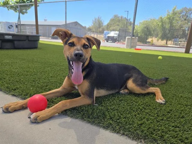A young small-sized male German Shepherd Dog dog named Stuart for adoption in Auburn, CA