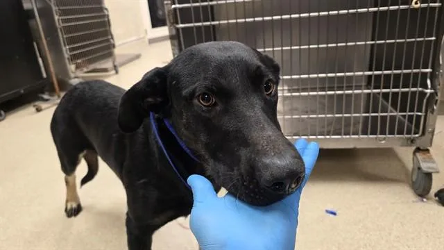A young large-sized male German Shepherd Dog dog named Jack for adoption in Riverside, CA
