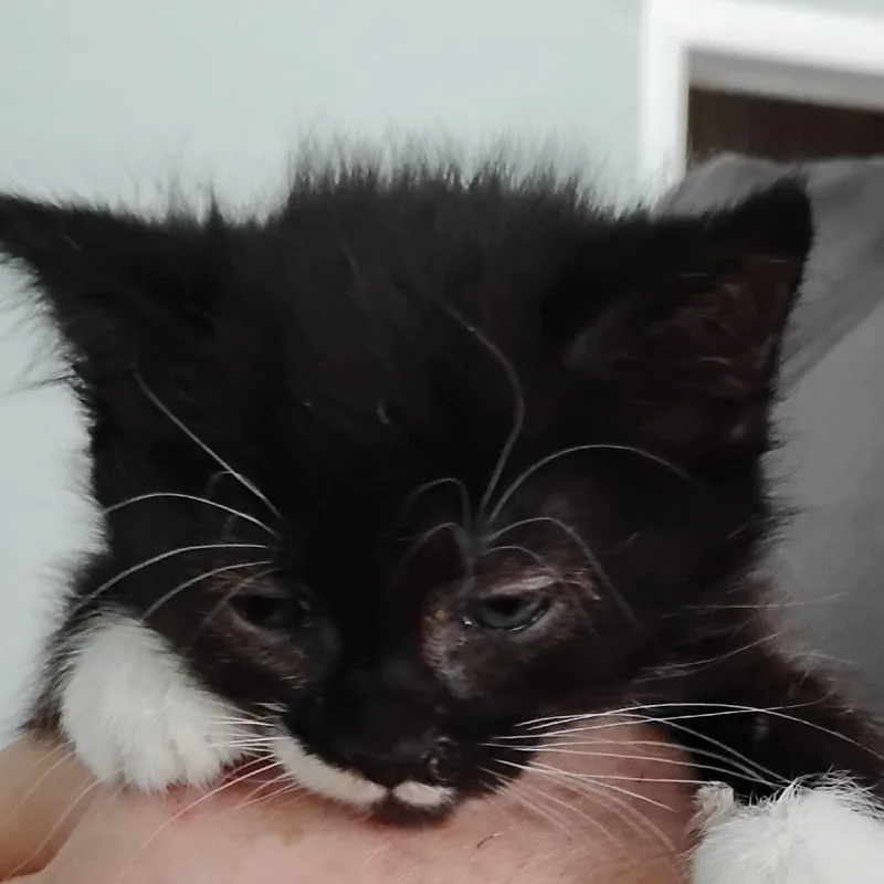 A baby small-sized male Black Domestic Short Hair cat named Bear for adoption in Grantsville, UT