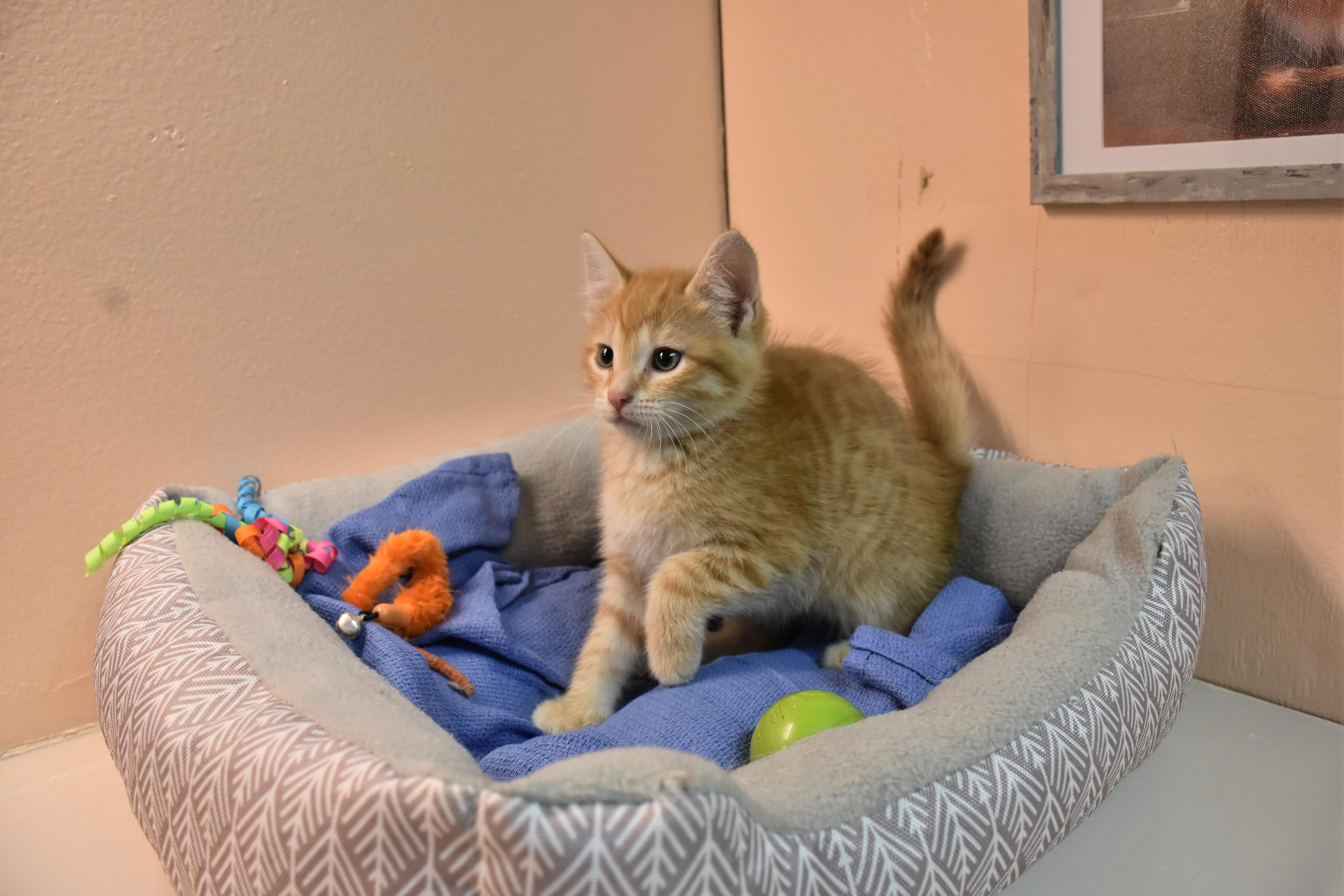 A baby small-sized male Orange / Red Domestic Short Hair cat named Mango for adoption in North Judson, IN