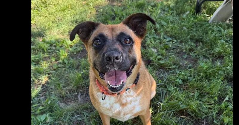 An adult medium-sized female Red / Chestnut / Orange Australian Cattle Dog / Blue Heeler dog named Cami for adoption in Papillion, NE