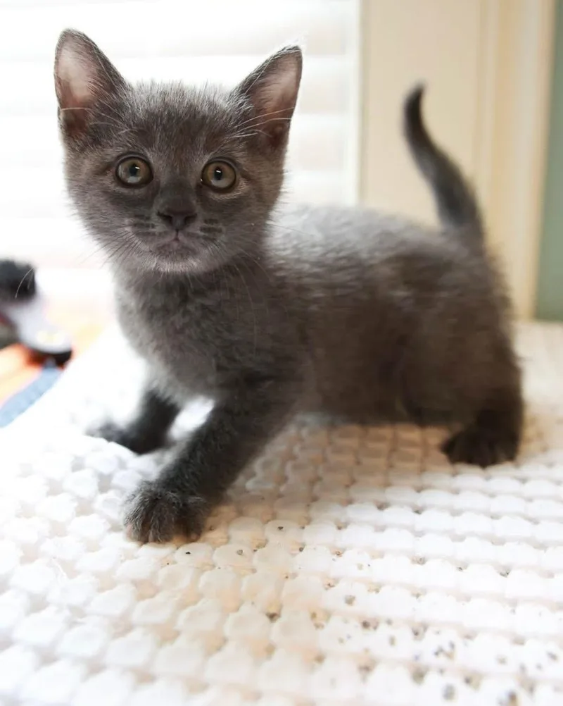 A baby small-sized male Gray / Blue / Silver Domestic Short Hair cat named Ernie for adoption in Loogootee, IN