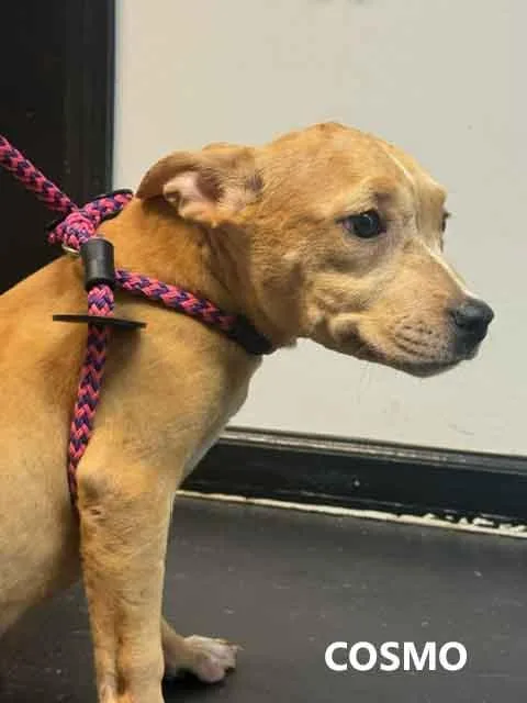 A young medium-sized female Yellow / Tan / Blond / Fawn Hound dog named Cosmo for adoption in Washington, GA