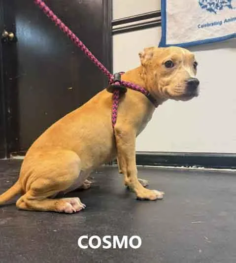 Cosmo thumbnail 2