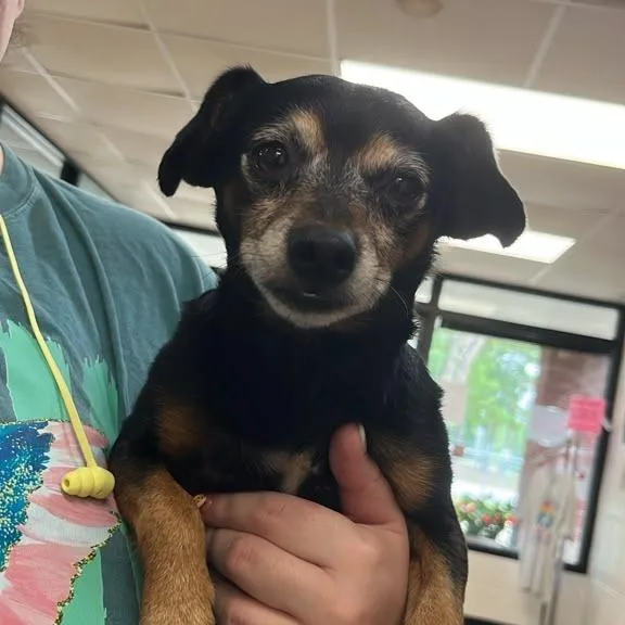 An adult small-sized male Black Mixed Breed dog named Doggy Smalls for adoption in Gadsden, AL